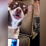 Al mejor estilo de Star Wars, perrita Chihuahua enternece las redes
