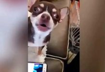 Al mejor estilo de Star Wars, perrita Chihuahua enternece las redes Al mejor estilo de Star Wars, perrita Chihuahua enternece las redes