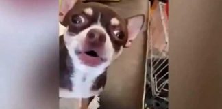 Al mejor estilo de Star Wars, perrita Chihuahua enternece las redes