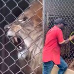 León arranca y come el dedo de su entrenador en zoológico de Jamaica