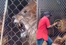 León arranca y come el dedo de su entrenador en zoológico de Jamaica León arranca y come el dedo de su entrenador en zoológico de Jamaica
