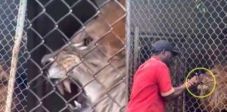 León arranca y come el dedo de su entrenador en zoológico de Jamaica
