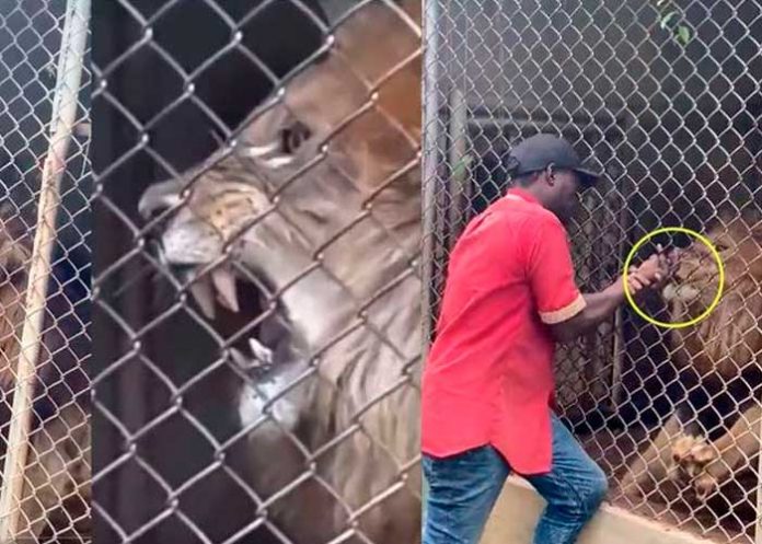 León arranca y come el dedo de su entrenador en zoológico de Jamaica