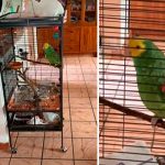 "Testigos de Jehová" engañados por un perico: No había nadie en casa