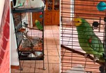 «Testigos de Jehová» engañados por un perico: No había nadie en casa "Testigos de Jehová" engañados por un perico: No había nadie en casa