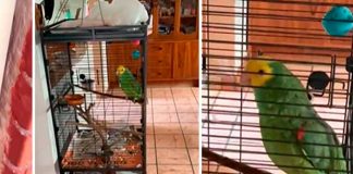 "Testigos de Jehová" engañados por un perico: No había nadie en casa