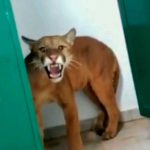 ¡Casi muere del susto! Niño encuentra jaguar en baño de su escuela Niño encuentra jaguar en baño de su escuela