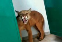 ¡Casi muere del susto! Niño encuentra jaguar en baño de su escuela Niño encuentra jaguar en baño de su escuela