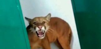 Niño encuentra jaguar en baño de su escuela