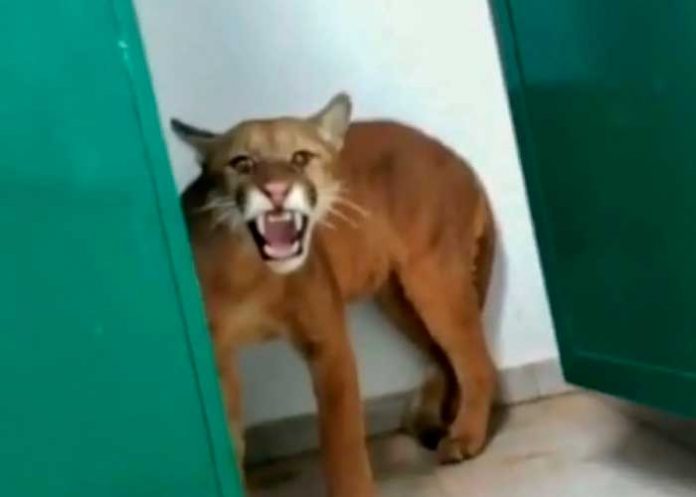 Niño encuentra jaguar en baño de su escuela