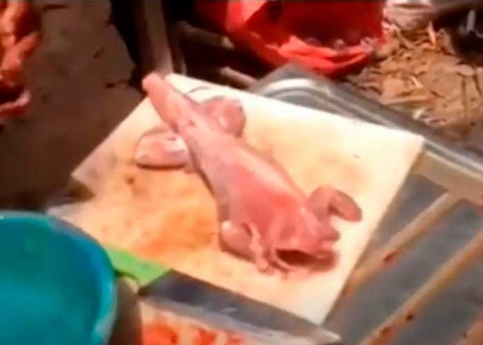 Trozo de carne comienza a moverse antes de ser cocinado