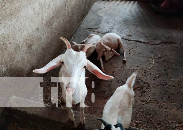 Inauguran granja integral en el Parque Nacional de Ferias, Managua