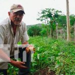 INTA potencializa el cultivo de nuevas variedades de camotes en Madriz INTA potencializa el cultivo de nuevas variedades de camote en Madriz