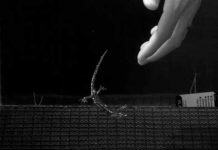 Salamandra «paracaidista», el descubrimiento más reciente Salamandra "paracaidista", el descubrimiento más reciente
