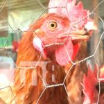 Estrategias productivas avanzan a buen ritmo en la Isla de Ometepe