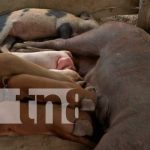 Productores reciben bonos de parte del MEFCCA en Puerto Cabezas Productores reciben bono de parte del MEFCCA en Puerto Cabezas