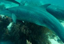 ¡Impresionante! Delfines pueden automedicarse según científicos ¡Impresionante! Delfines pueden automedicarse según científicos