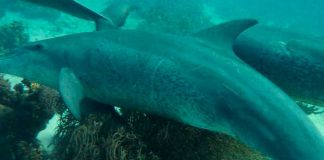 ¡Impresionante! Delfines pueden automedicarse según científicos