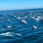 Delfines pueden reconocer por medio de la orina
