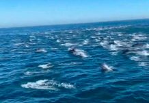 Delfines pueden reconocer por medio de la orina Delfines pueden reconocer por medio de la orina