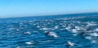 Delfines pueden reconocer por medio de la orina