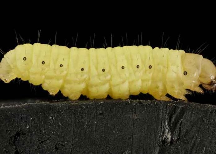 Gusano es capaz de destruir el plástico con saliva