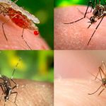 ¿Por qué solo a mí me pican los mosquitos? Aquí la respuesta