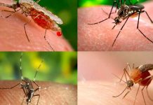 ¿Por qué solo a mí me pican los mosquitos? Aquí la respuesta ¿Por qué solo a mí me pican los mosquitos? Aquí la respuesta