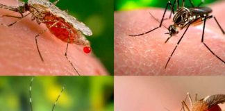 ¿Por qué solo a mí me pican los mosquitos? Aquí la respuesta