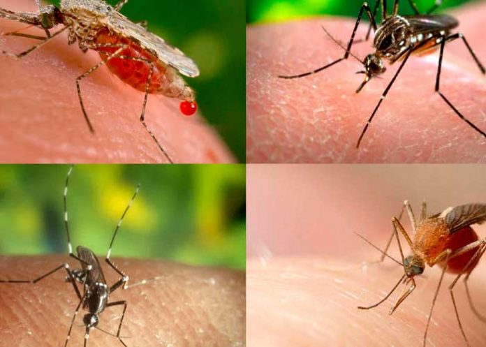 ¿Por qué solo a mí me pican los mosquitos? Aquí la respuesta