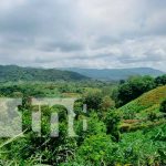 El municipio de Ticuantepe incrementa la exportación de pitahayas