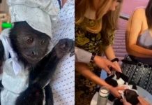 ¡Con fiesta y todo! Controversia por bautismo de un mono en México Controversia por bautismo de un mono en México
