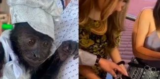Controversia por bautismo de un mono en México