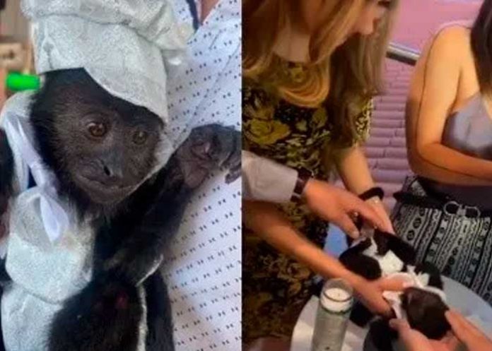 Controversia por bautismo de un mono en México