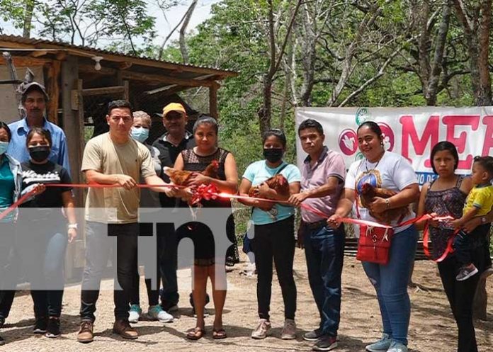 MEFCCA fortalece emprendimiento de rubro avícola en Somoto