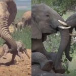 ¡Sorprendente! Elefantes y su comportamiento con parientes muertos ¡Sorprendente! Elefantes y su comportamiento con parientes muertos