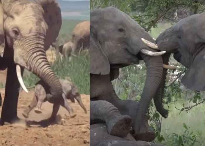 ¡Sorprendente! Elefantes y su comportamiento con parientes muertos