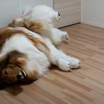 Toko un japonés que cumple su sueño: Ser un perro firulais Toko un japonés que cumple su sueño: Ser un perro firulais