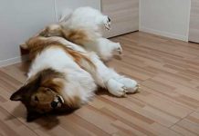 Toko un japonés que cumple su sueño: Ser un perro firulais Toko un japonés que cumple su sueño: Ser un perro firulais