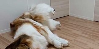 Toko un japonés que cumple su sueño: Ser un perro firulais