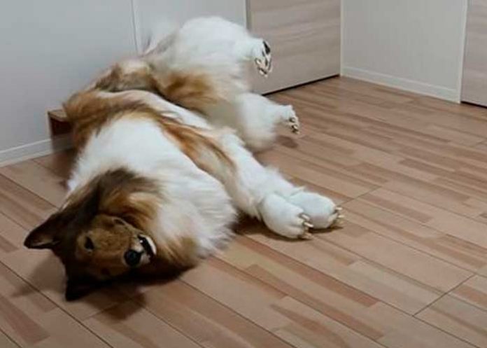 Toko un japonés que cumple su sueño: Ser un perro firulais