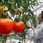 Tomates genéticos : Una opción más como «rica en vitamina D» Tomates genéticos : Una opción más como "rica en vitamina D"