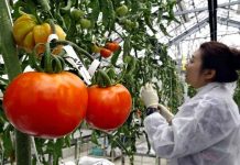 Tomates genéticos : Una opción más como «rica en vitamina D» Tomates genéticos : Una opción más como "rica en vitamina D"