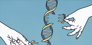 El código del genoma humano finalmente está completo