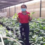Nicaragua: Realizan Investigaciones Agropecuarias Nicaragua: Realizan investigaciones agropecuarias para mejorar las semillas