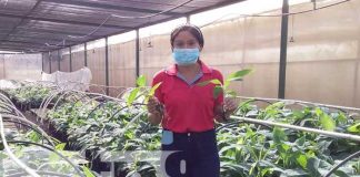 Nicaragua: Realizan investigaciones agropecuarias para mejorar las semillas