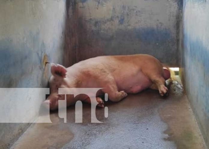 SIUNA-1 Siuna: Inauguran moderno Laboratorio de Inseminación Porcino