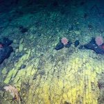 Camino de «baldosas amarillas» en las profundidades del Océano Pacífico "Camino de baldosas" en Océano Pacífico.