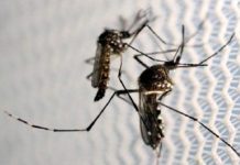 Brasil registra igual número de casos de dengue que en 2021