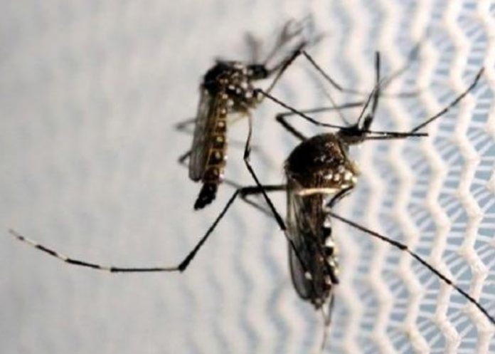 brasil-dengue- Brasil registra igual número de casos de dengue que en 2021